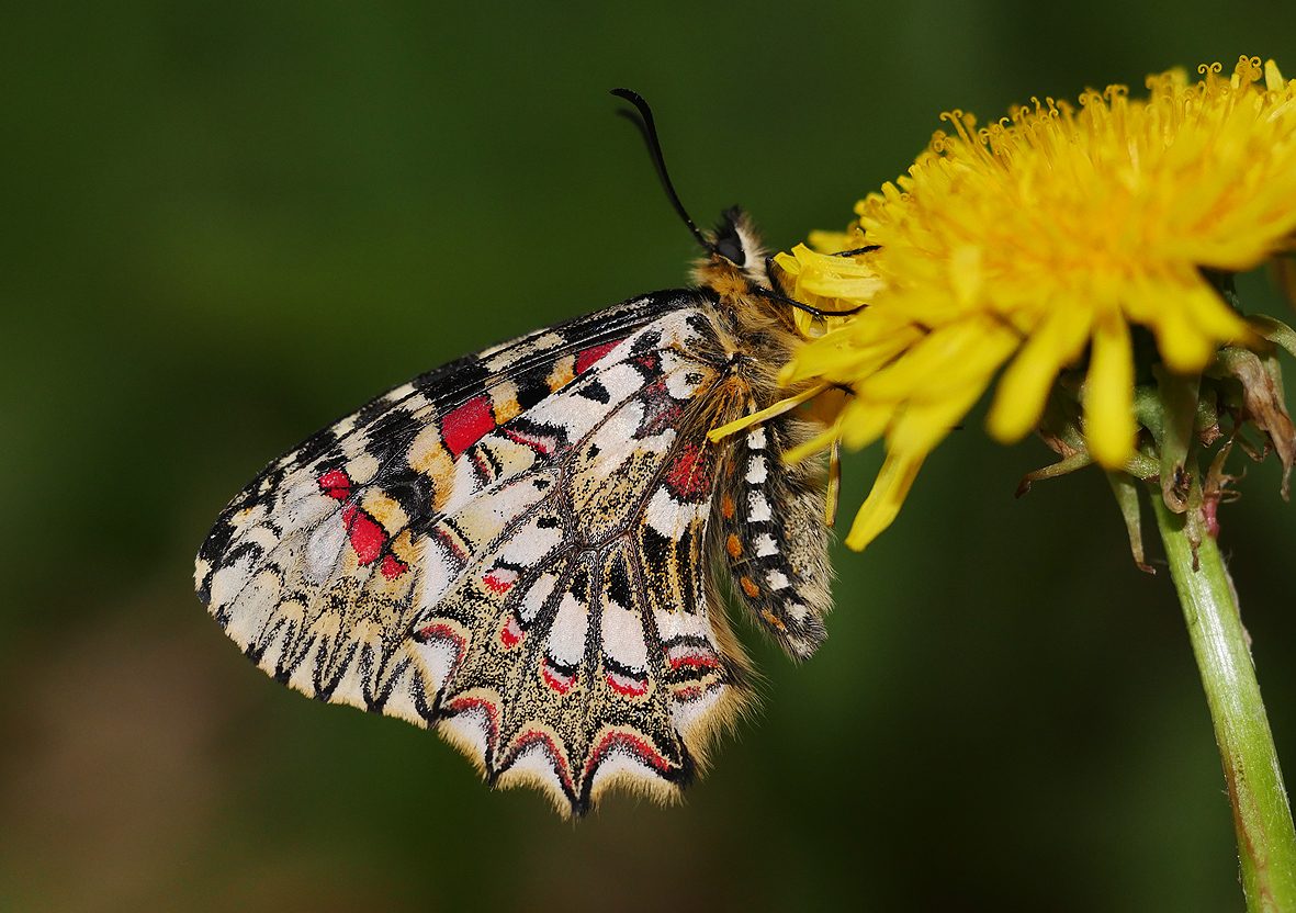 zerynthia-rumina-tarrieri