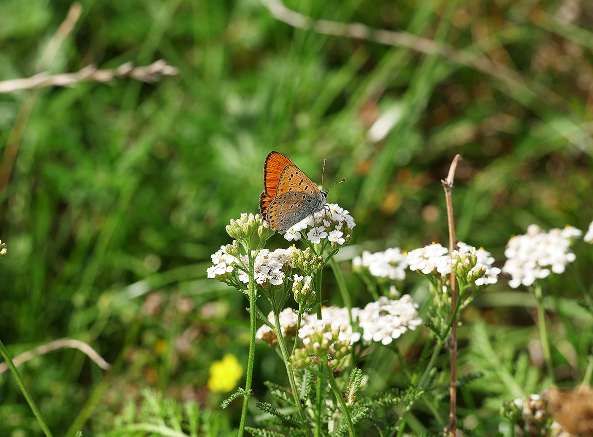 lycaena-thersamon