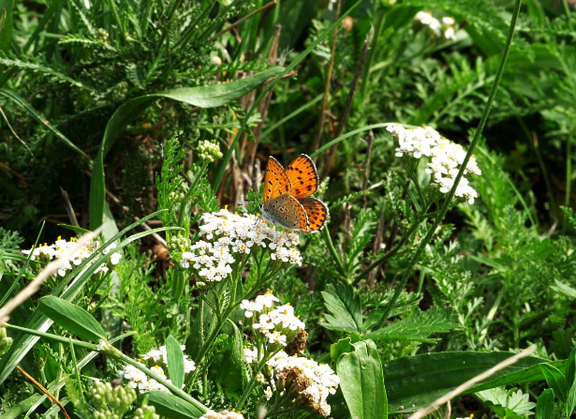 lycaena-thersamon