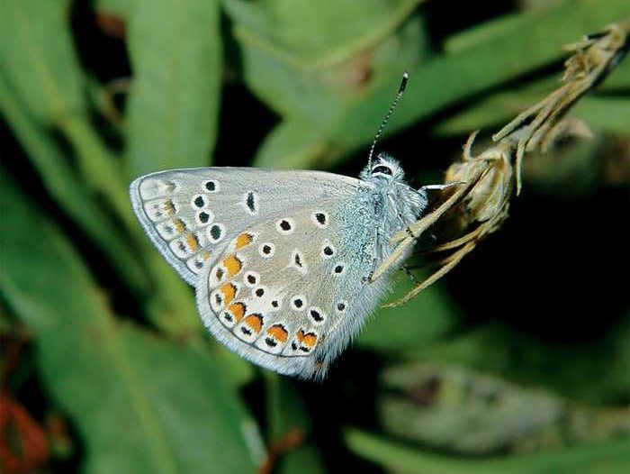 polyommatus-thersites