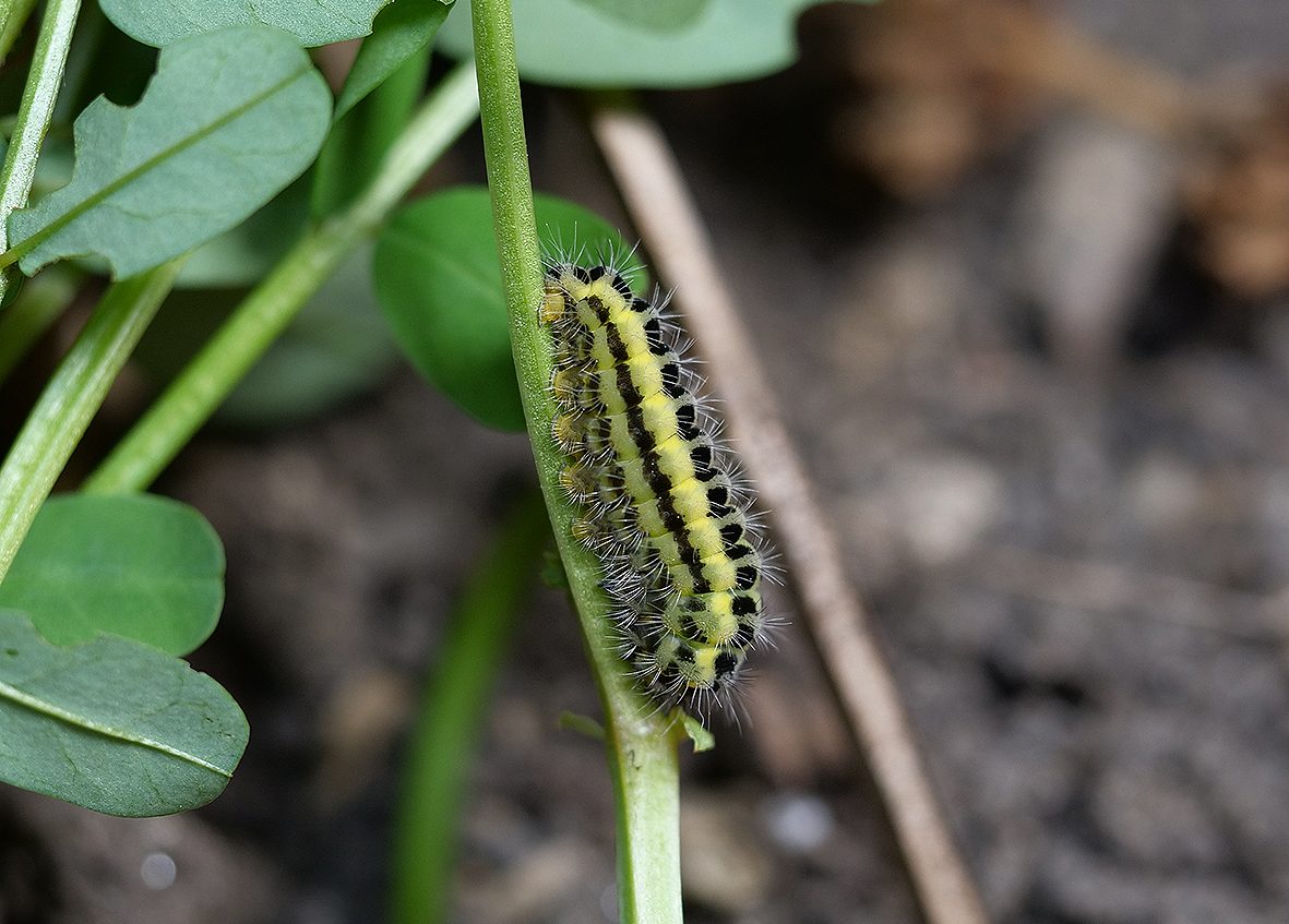 zygaena-transalpina