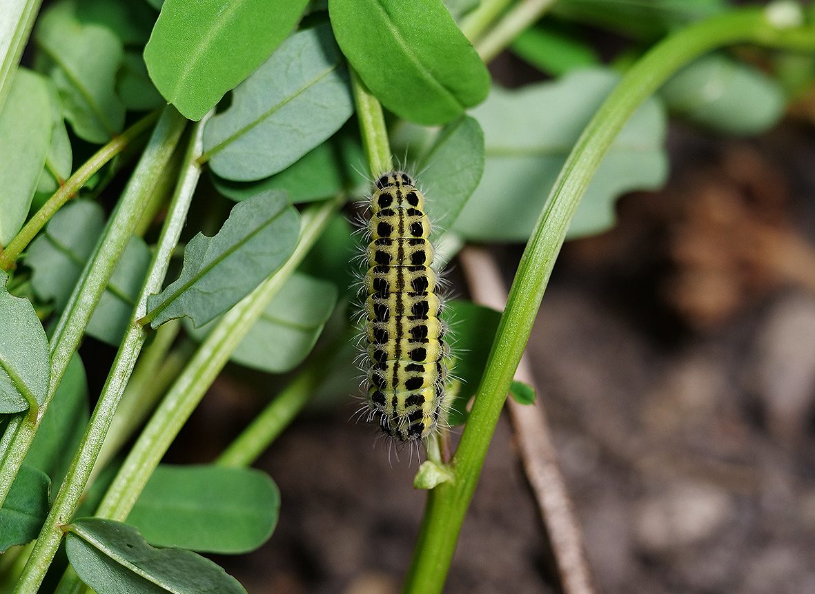 zygaena-transalpina