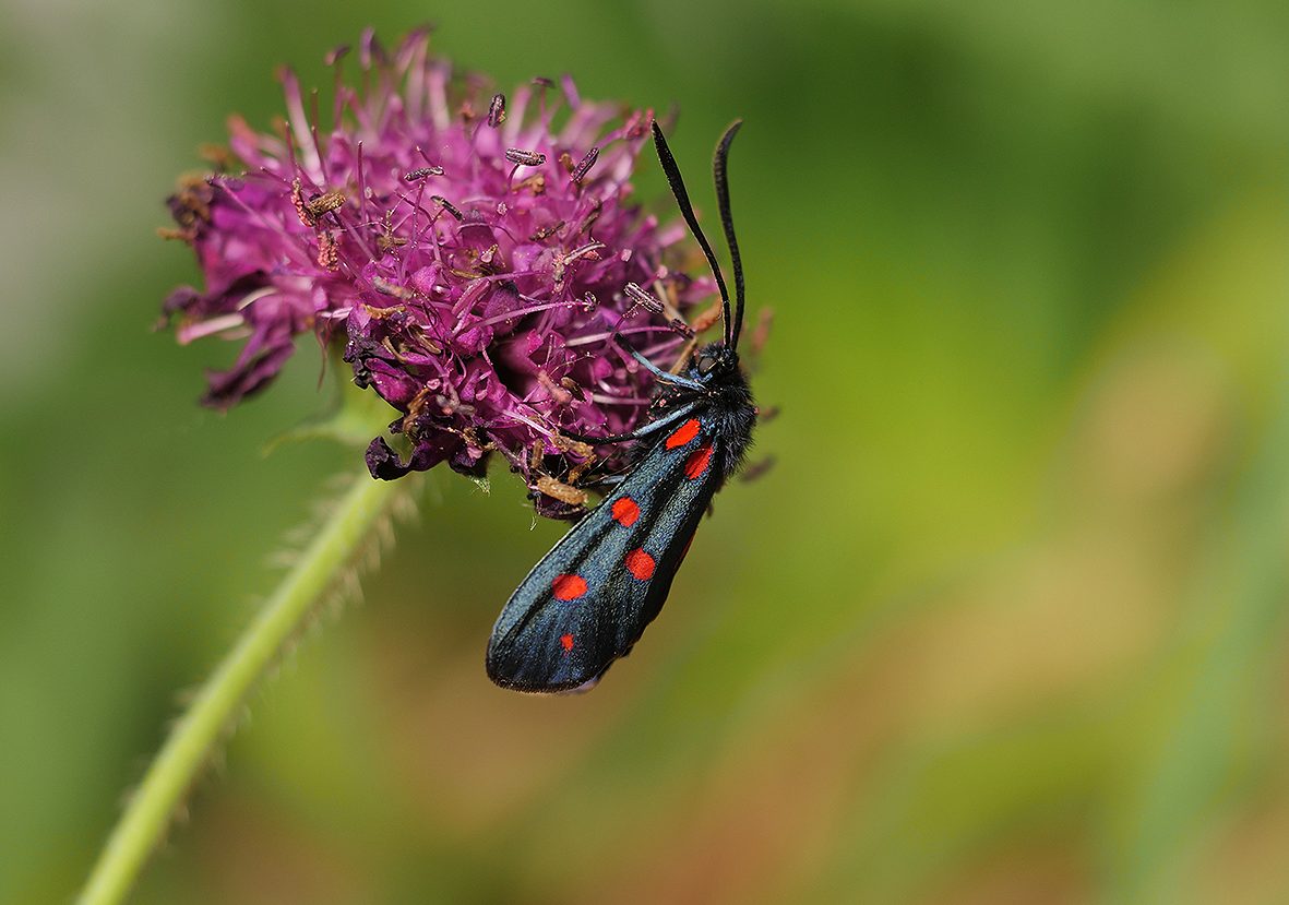 zygaena-transalpina