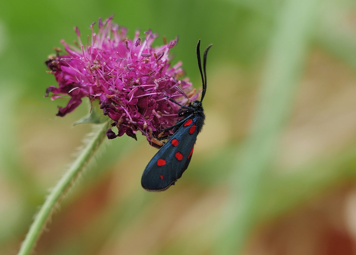 zygaena-transalpina