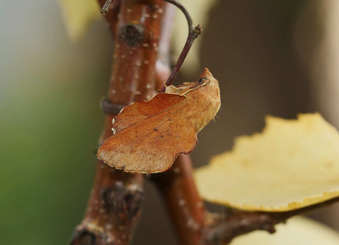 phyllodesma-tremulifolia