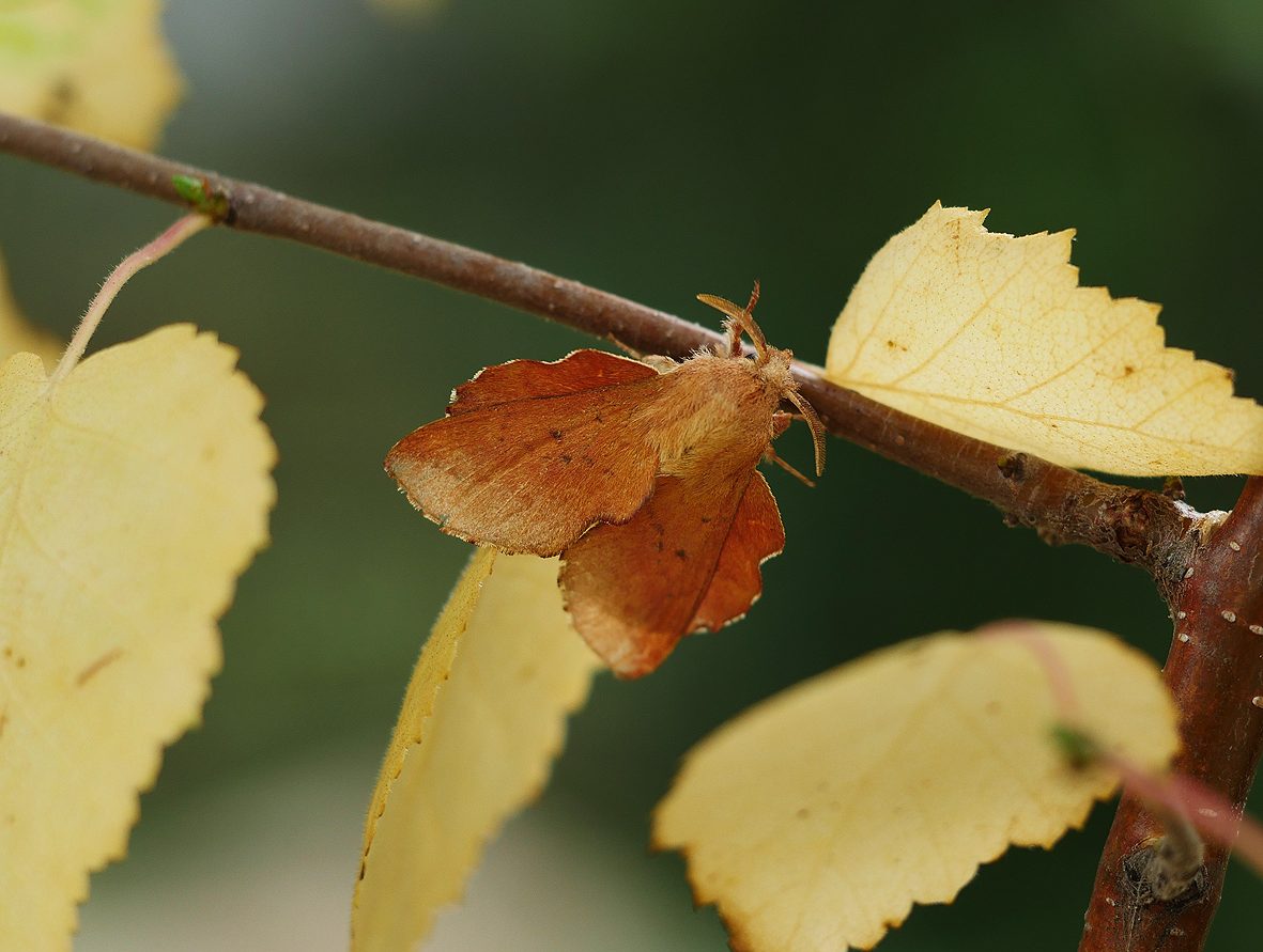 phyllodesma-tremulifolia