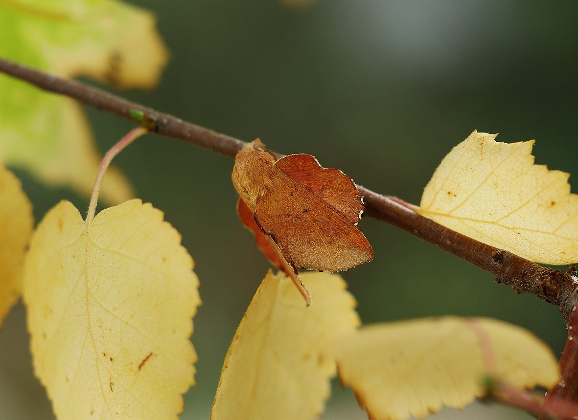 phyllodesma-tremulifolia