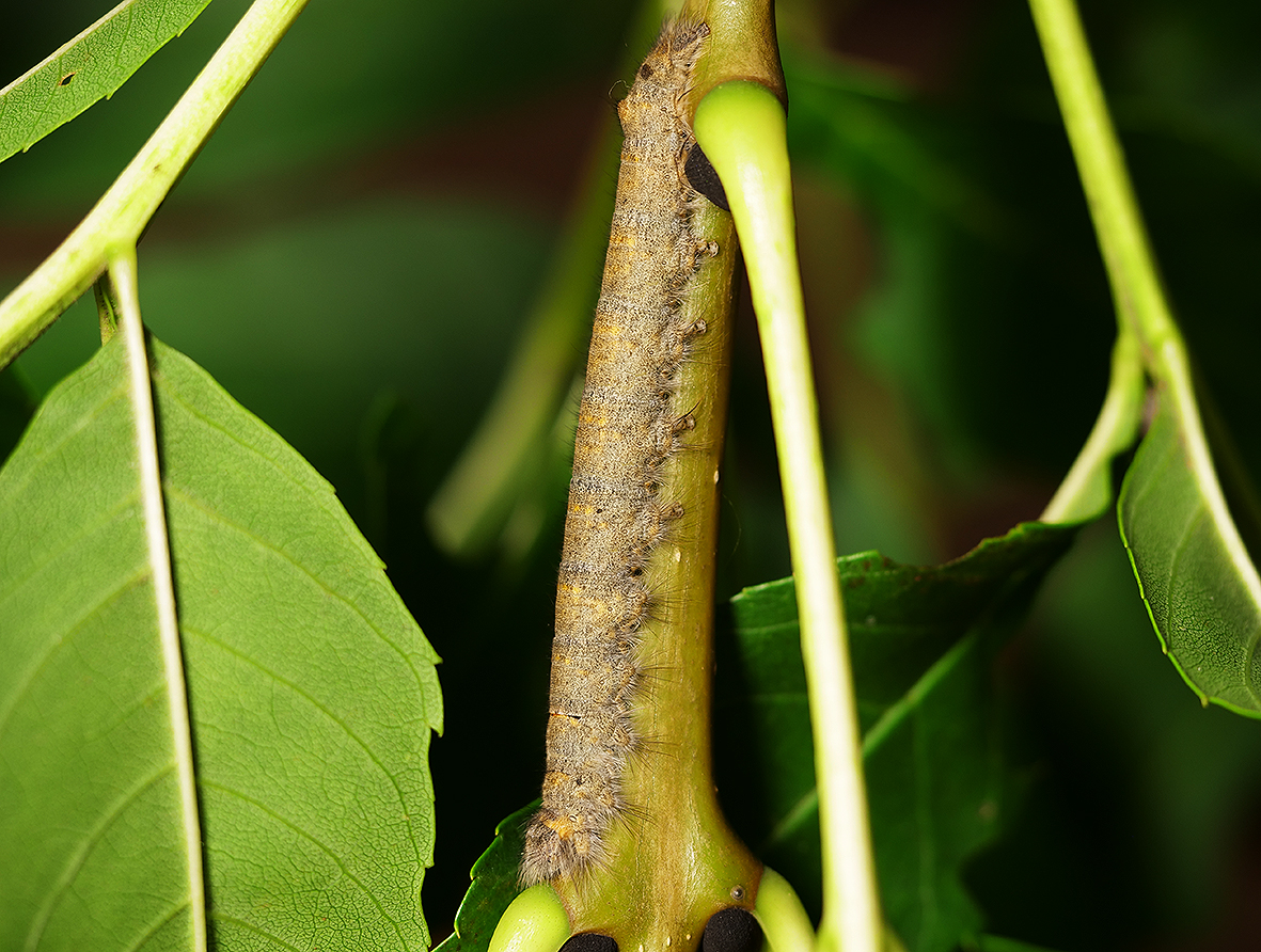 phyllodesma-tremulifolia