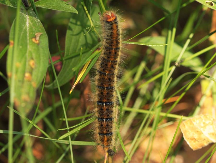 lasiocampa-trifolii