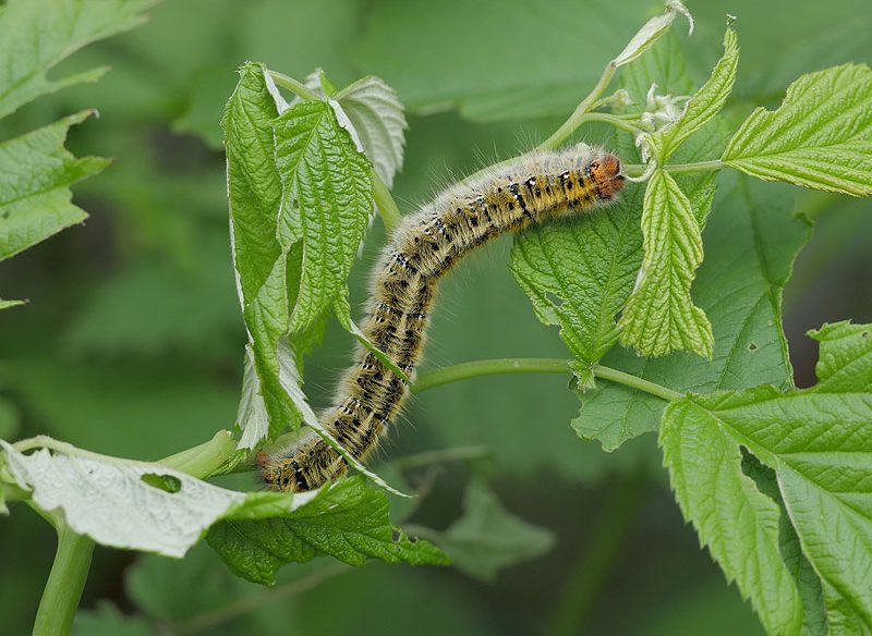 lasiocampa-trifolii