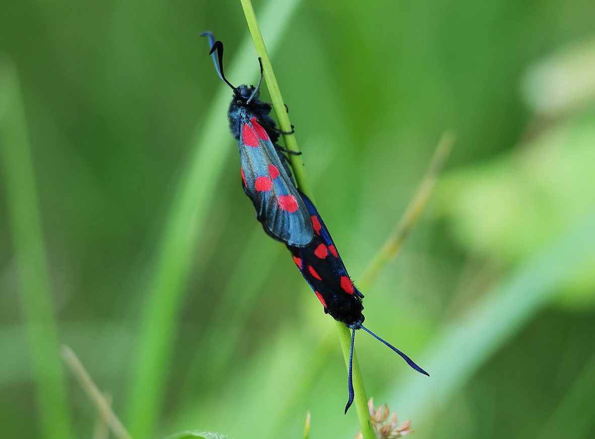 zygaena-trifolii