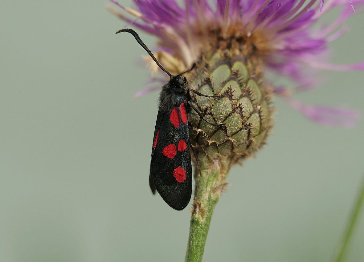 zygaena-trifolii