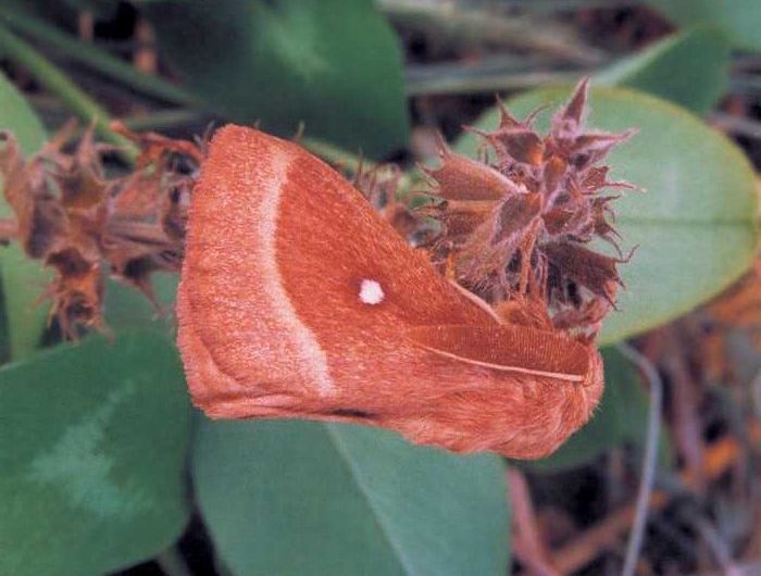 lasiocampa-trifolii