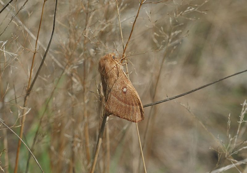 lasiocampa-trifolii