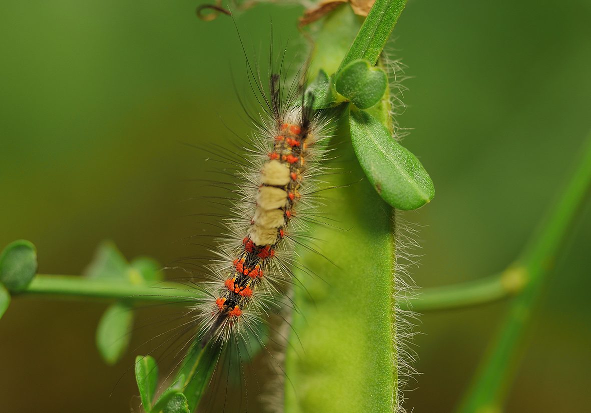 orgyia-trigotephras