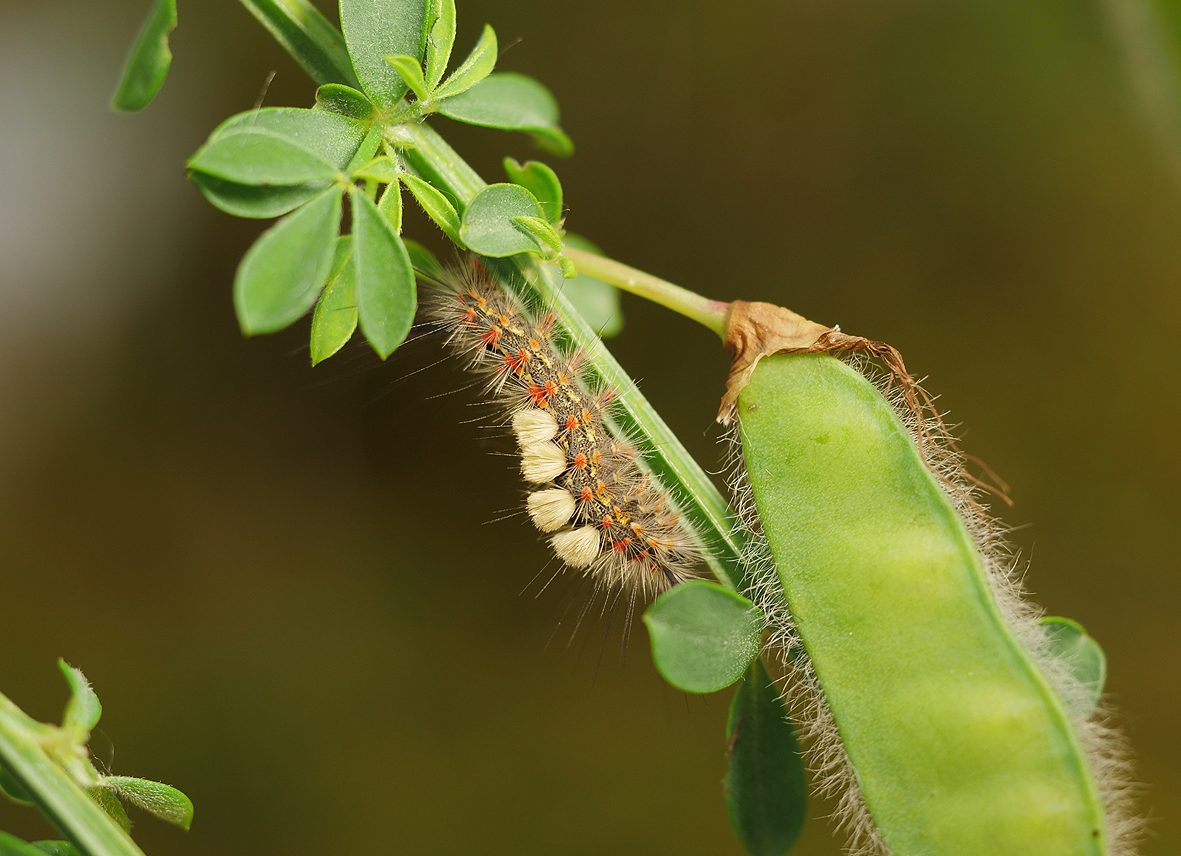 orgyia-trigotephras