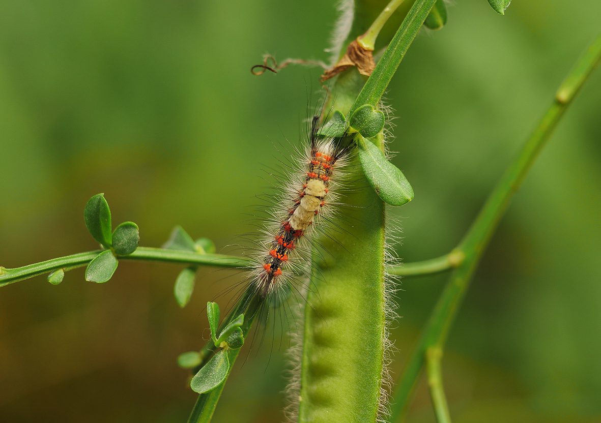 orgyia-trigotephras