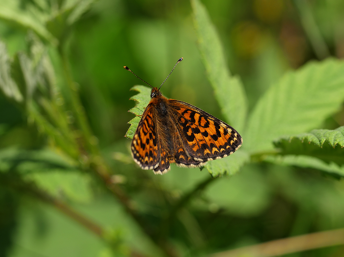 melitaea-trivia