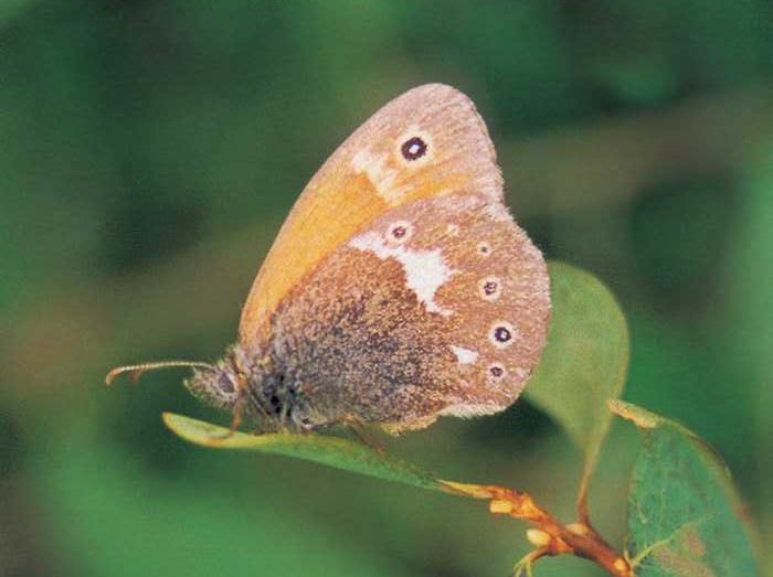 coenonympha-tullia