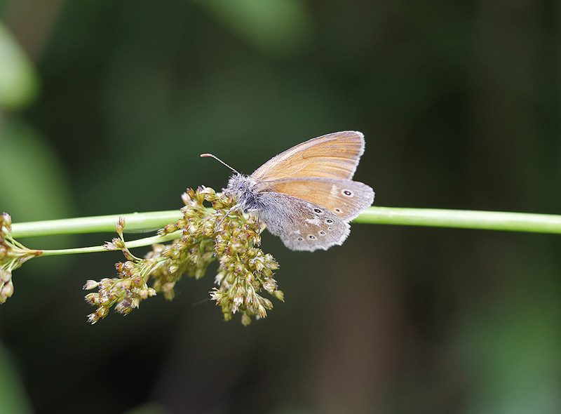 coenonympha-tullia