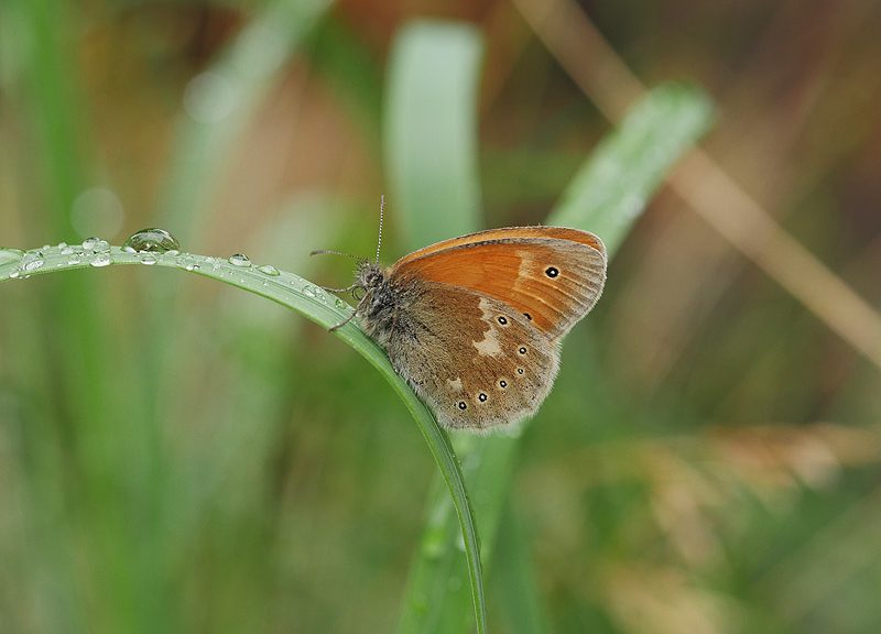 coenonympha-tullia