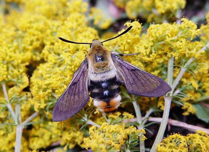 hemaris-tityus