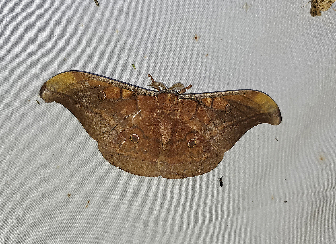 antheraea-ulrichroschi