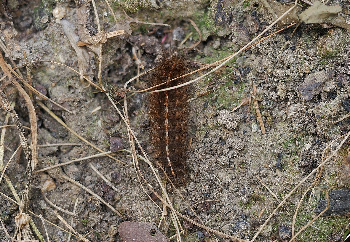 spilosoma-urticae