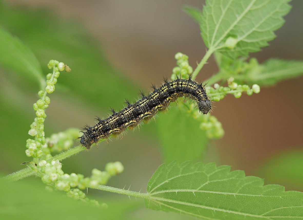 aglais-urticae