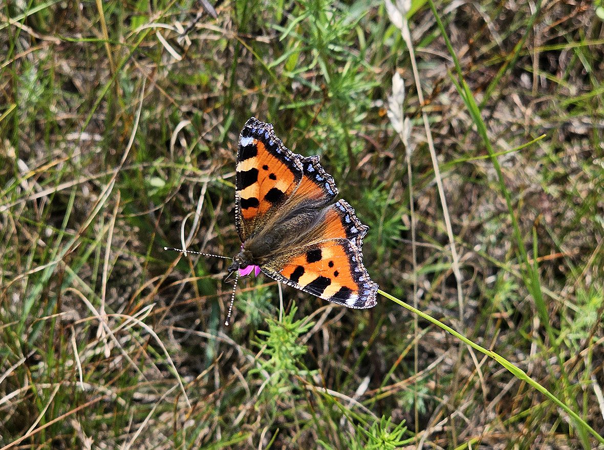 imago - samec aglais-urticae