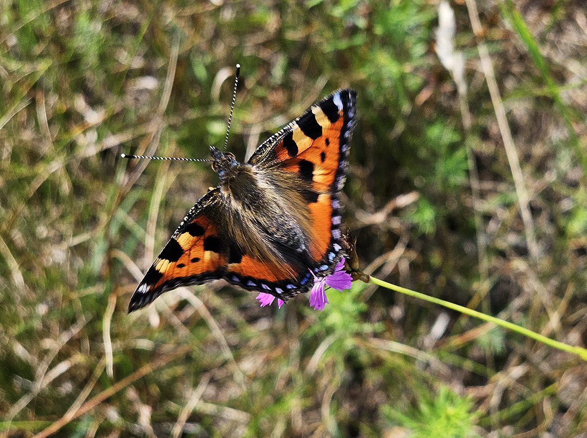 imago - samec aglais-urticae