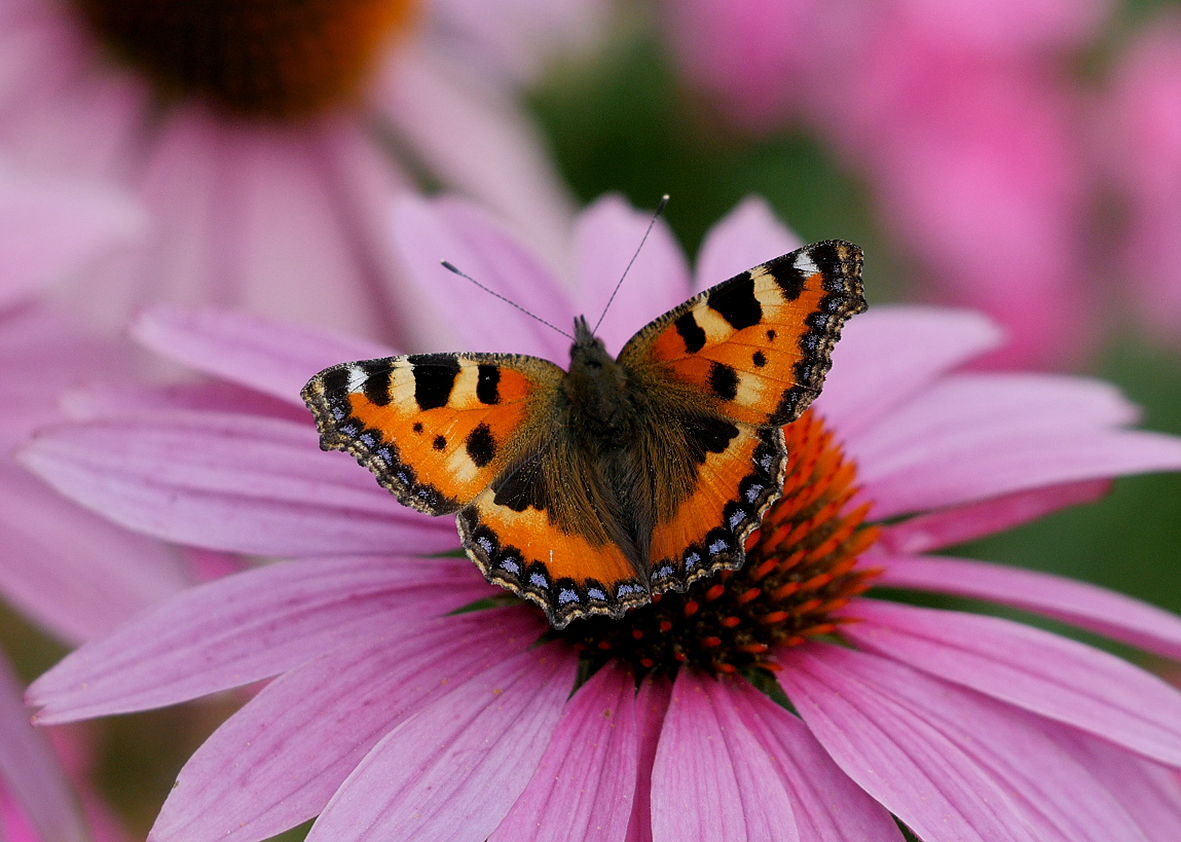 aglais-urticae