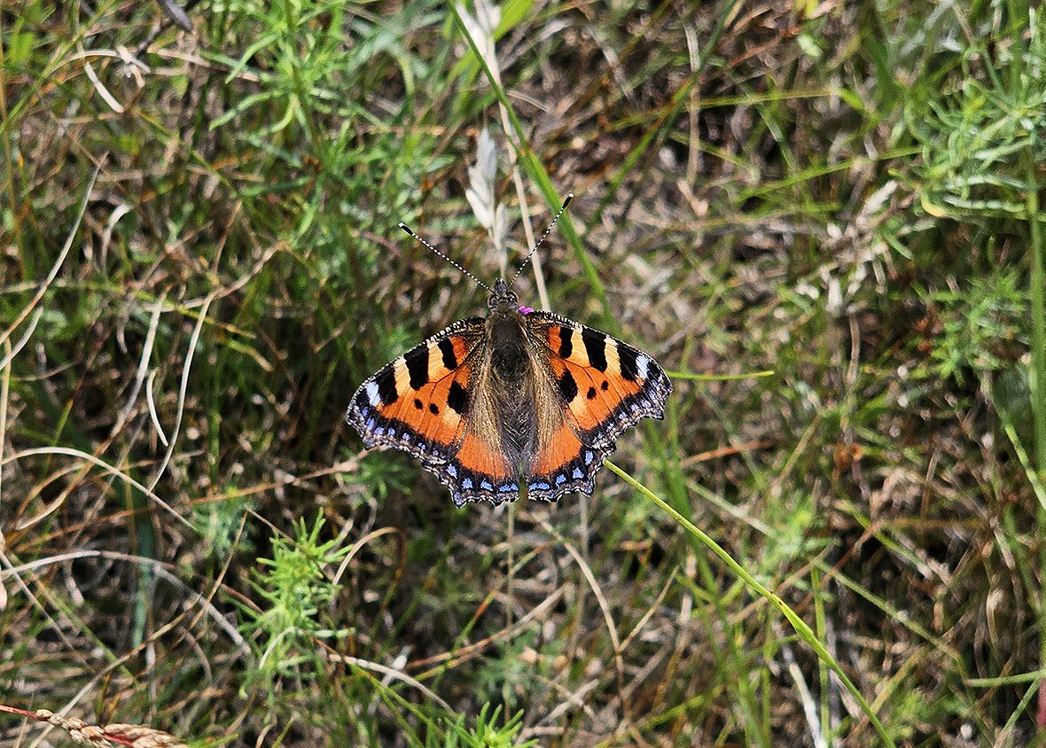 imago - samec aglais-urticae