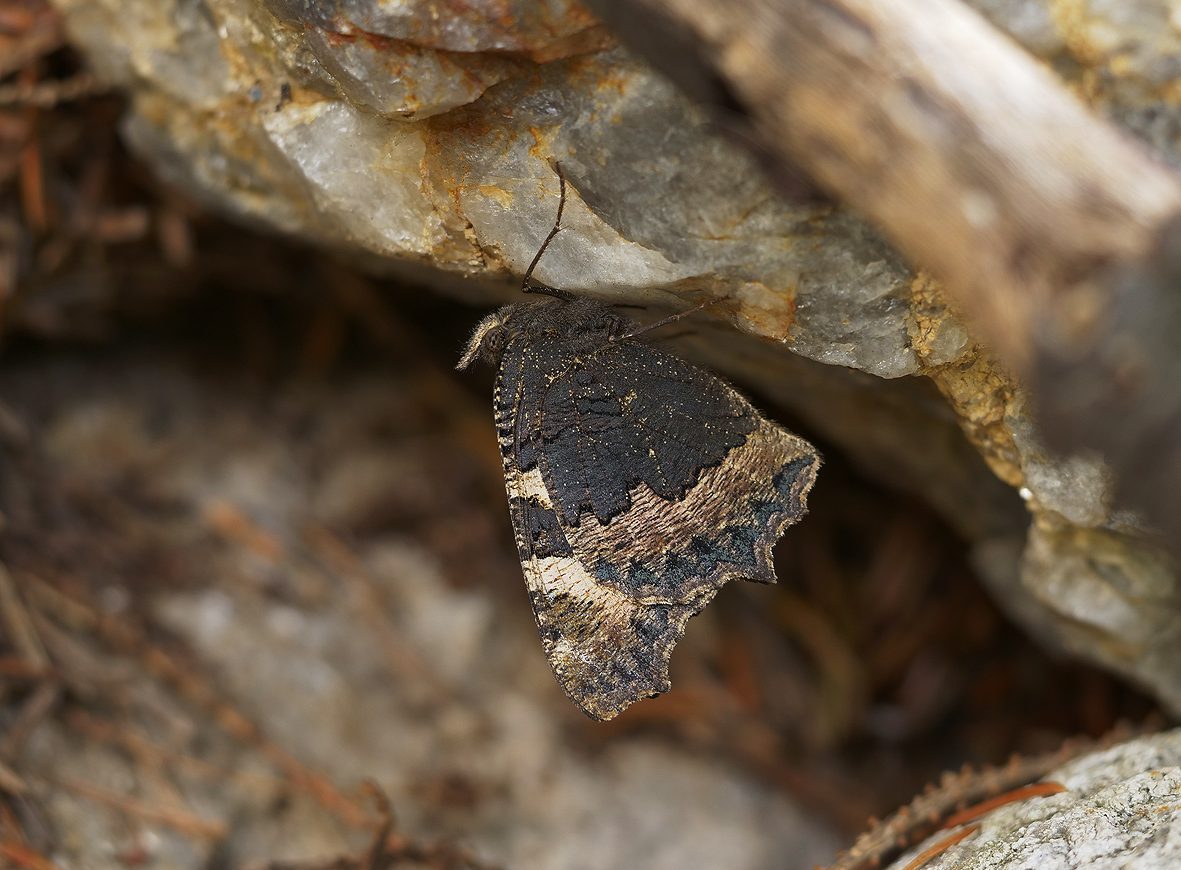 aglais-urticae