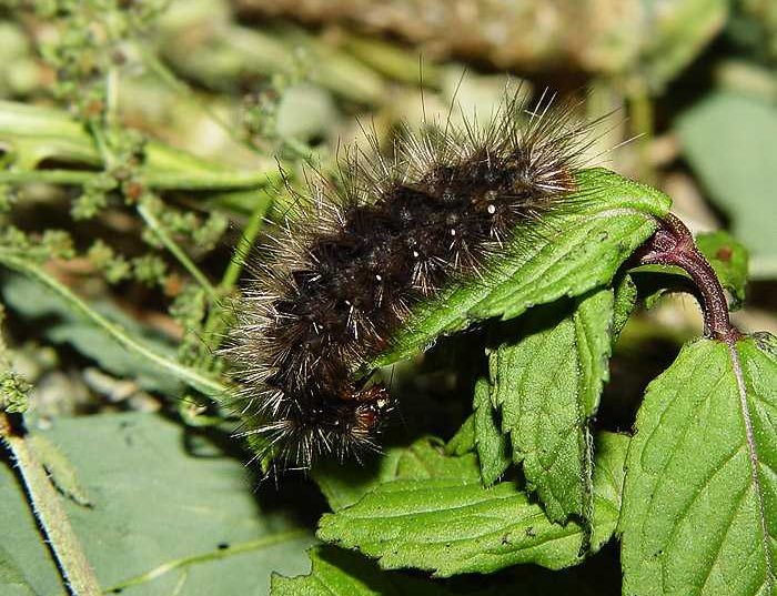 spilosoma-urticae