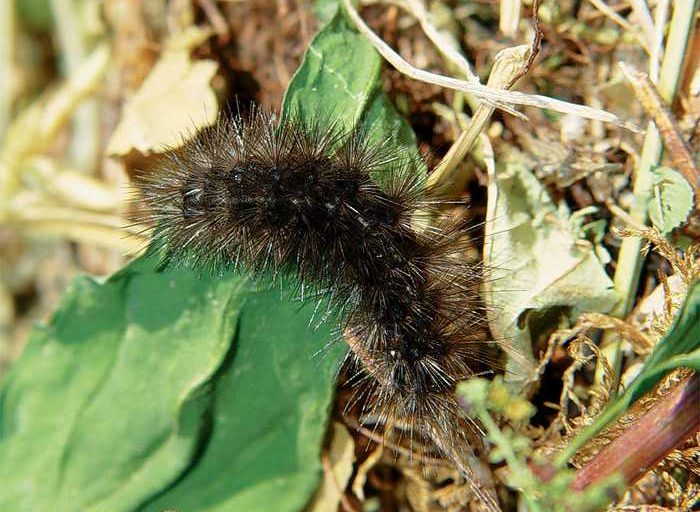 spilosoma-urticae