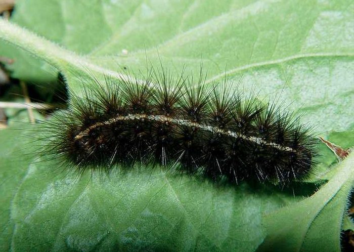 spilosoma-urticae