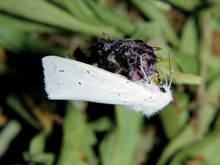 spilosoma-urticae