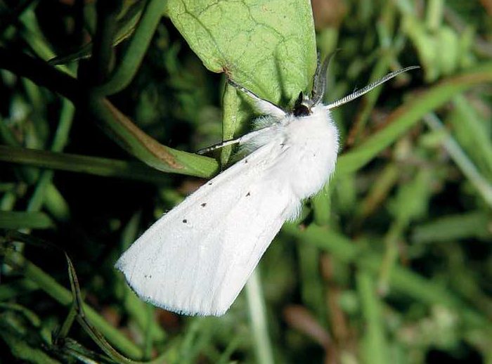 spilosoma-urticae