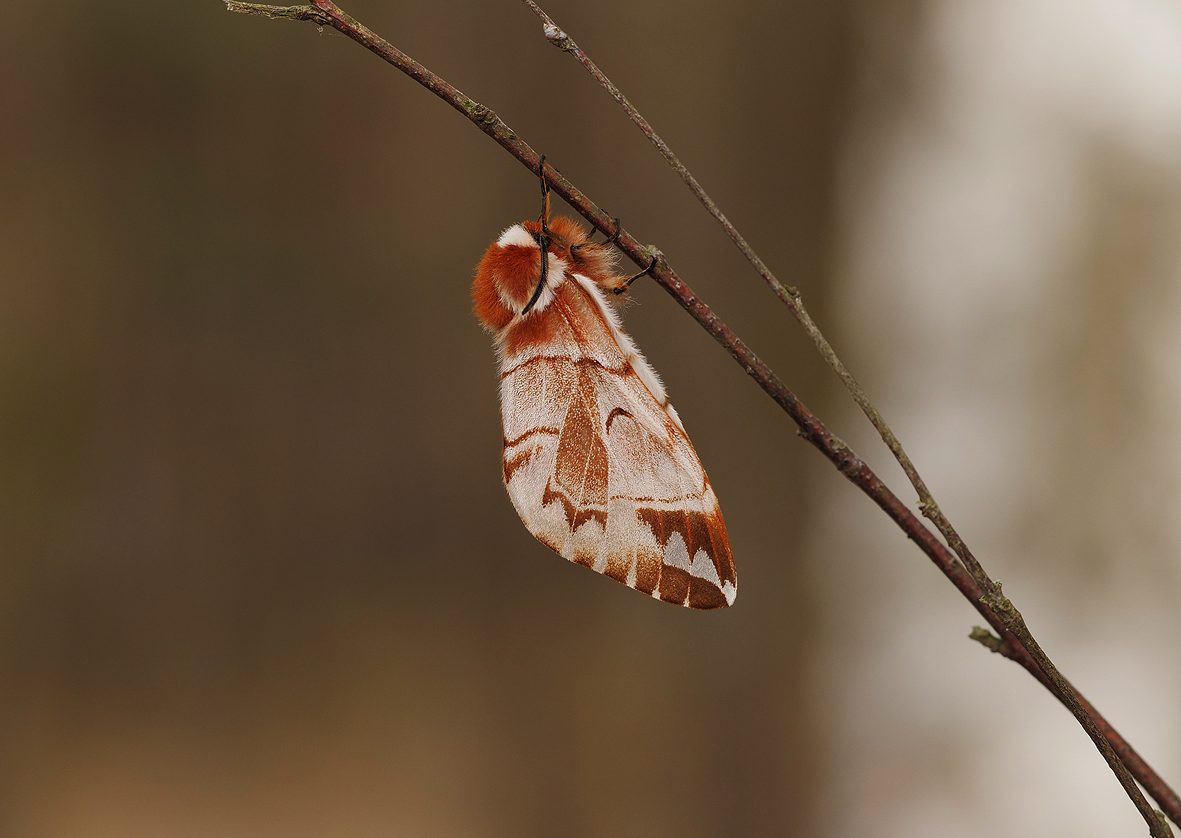 endromis-versicolora