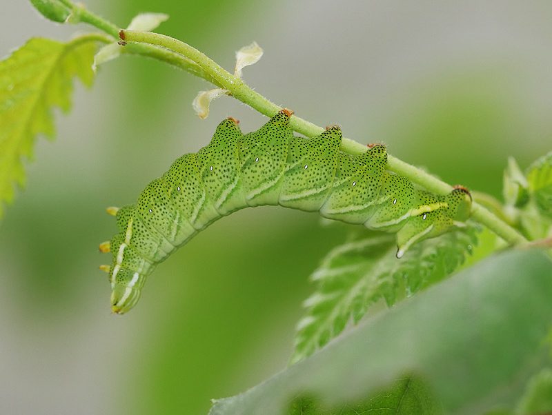 endromis-versicolora