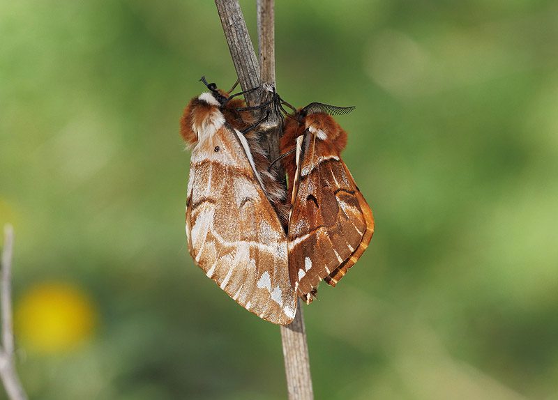 endromis-versicolora