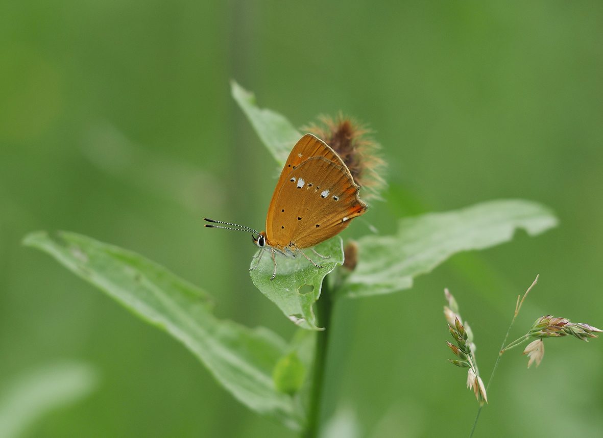 lycaena-virgaureae