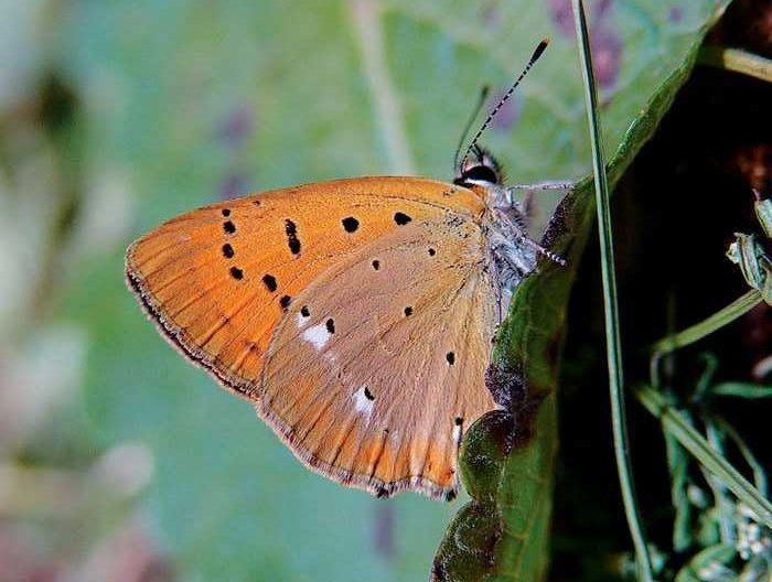 lycaena-virgaureae