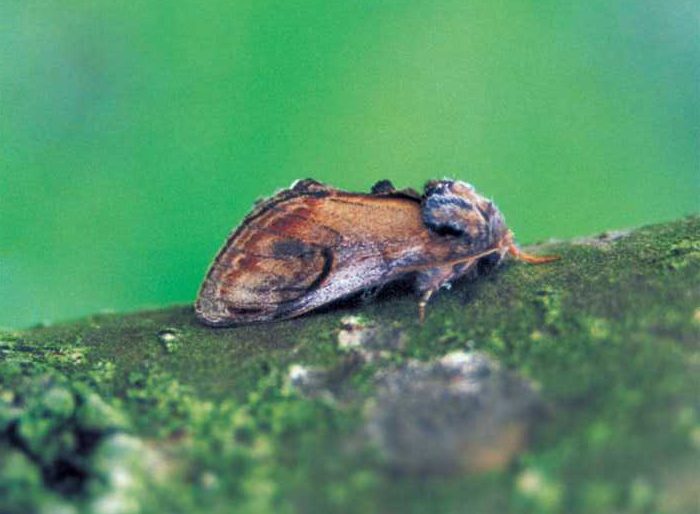 notodonta-ziczac