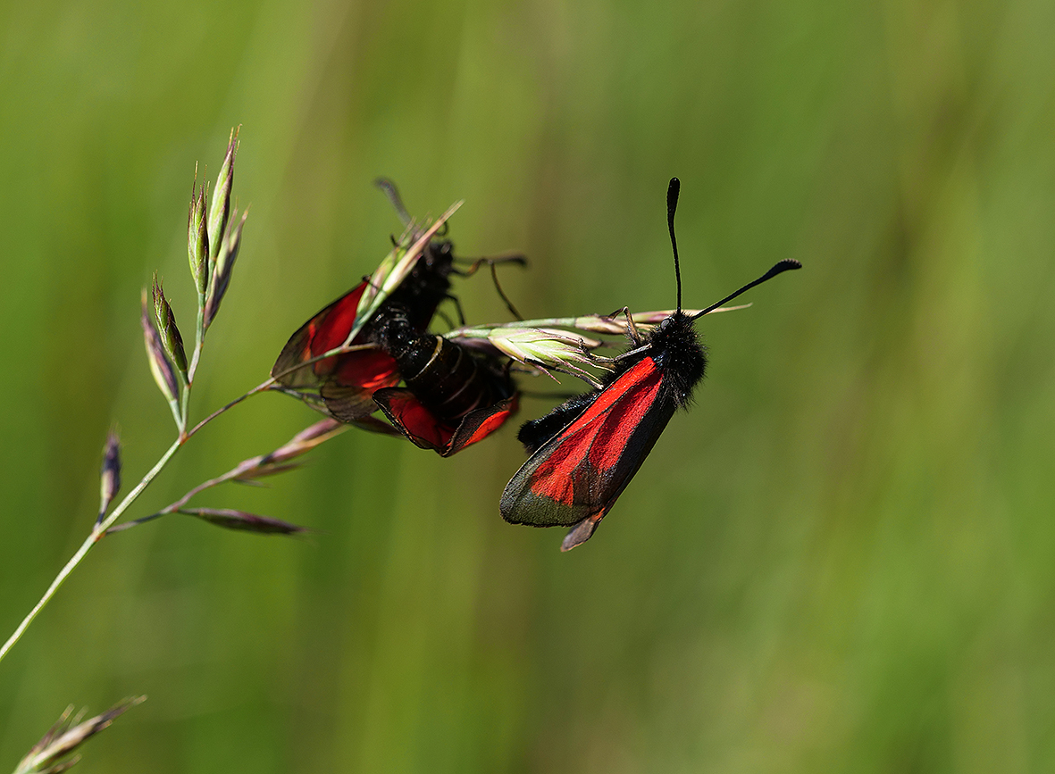 zygaena-purpuralis