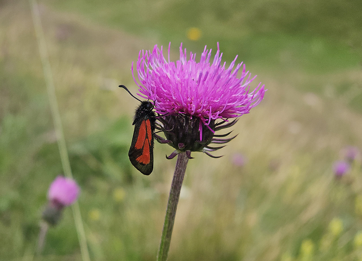 zygaena-purpuralis